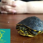 Gelbwangenschildkröte_LittleShopOfScience_1